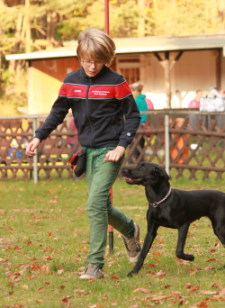 Aaliyah Oktober 2013 - Turnierhundsport