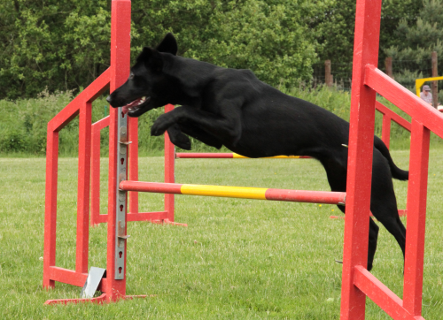 Ayumi Agility  Juni 2014