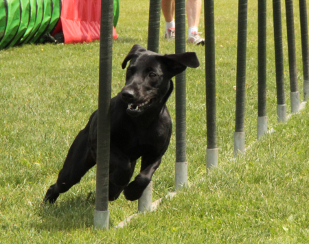 Ayumi Juni 2014 Agility - Slalom