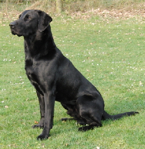 Black Jack of Sinders Stream Valley