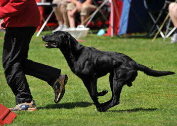 Black Jack Agility