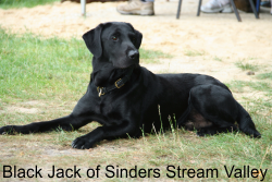 Black Jack of Sinders Stram Valley, Deckrüde