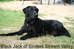 Black Jack of Sinders Stram Valley, Deckrde