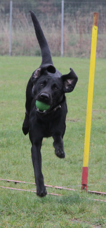 Little Black Jack, 05.04.2014 - 1. Geburtstag