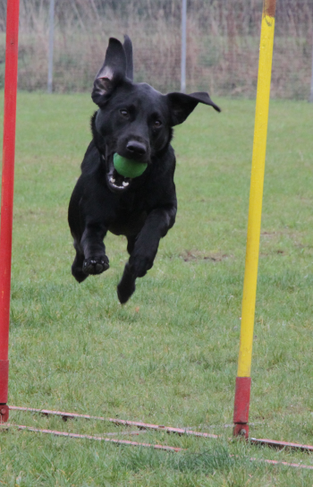 Little Black Jack, 05.04.2014 - 1. Geburtstag