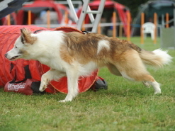 Milou, auf dem DaniaCup