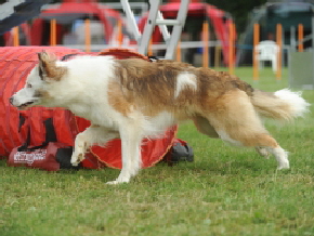 Milou, Altdeutscher Htehund