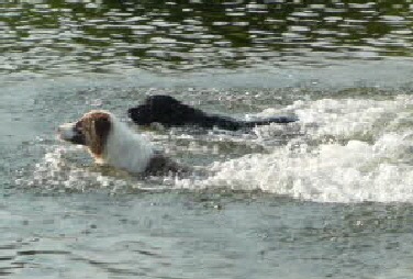 Schwimmen mit meinem Kumpel