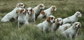 Ajax, Clamber Spaniel